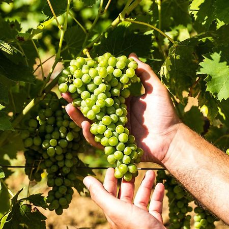 Agriturismo Casetta I Vinci Eksteriør bilde
