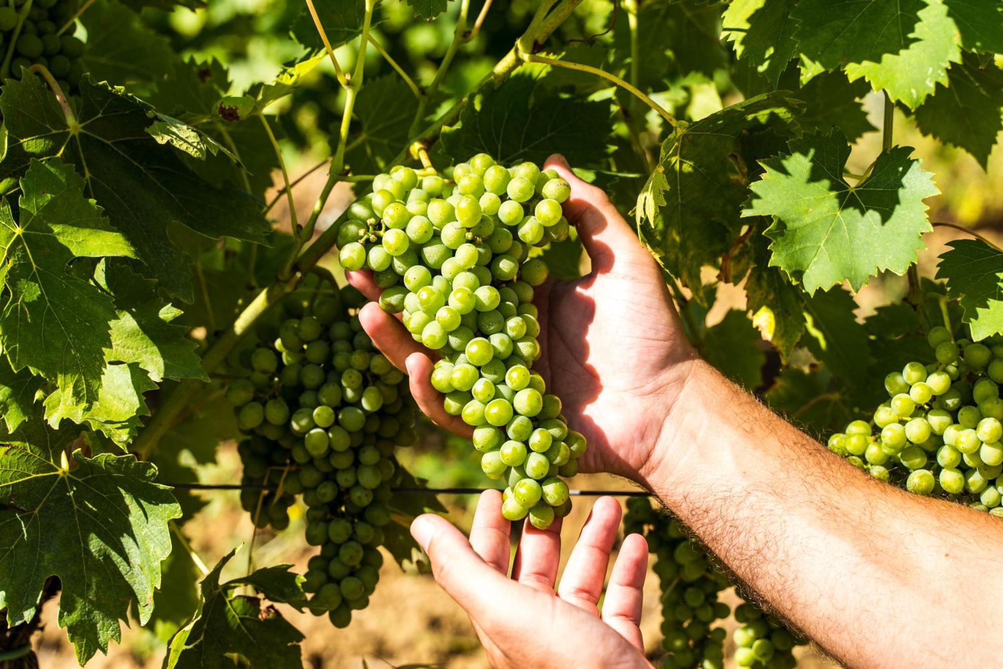 Agriturismo Casetta I Vinci Eksteriør bilde